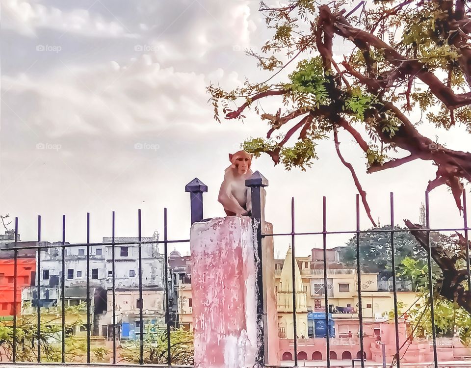 Beautiful monkey sitting awesome image i