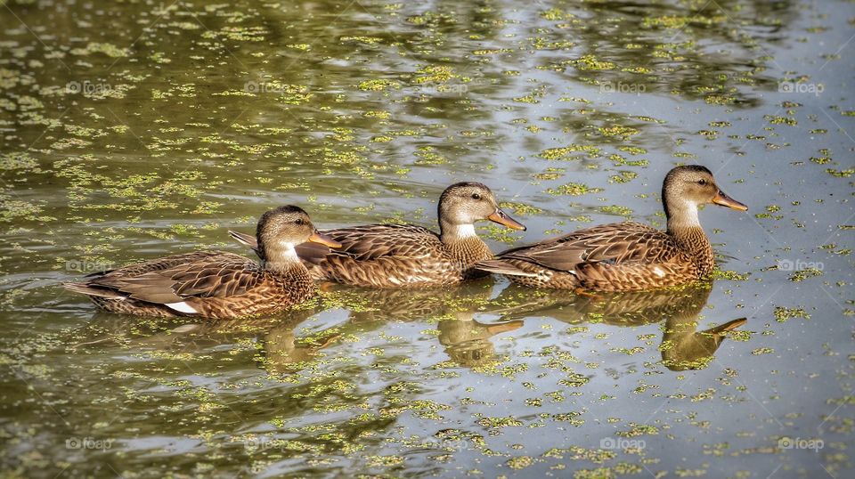 Ducklings Boucherville Québec 