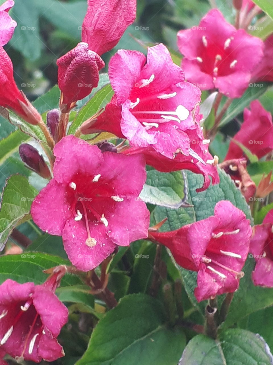 Bright Weigelia Flowers