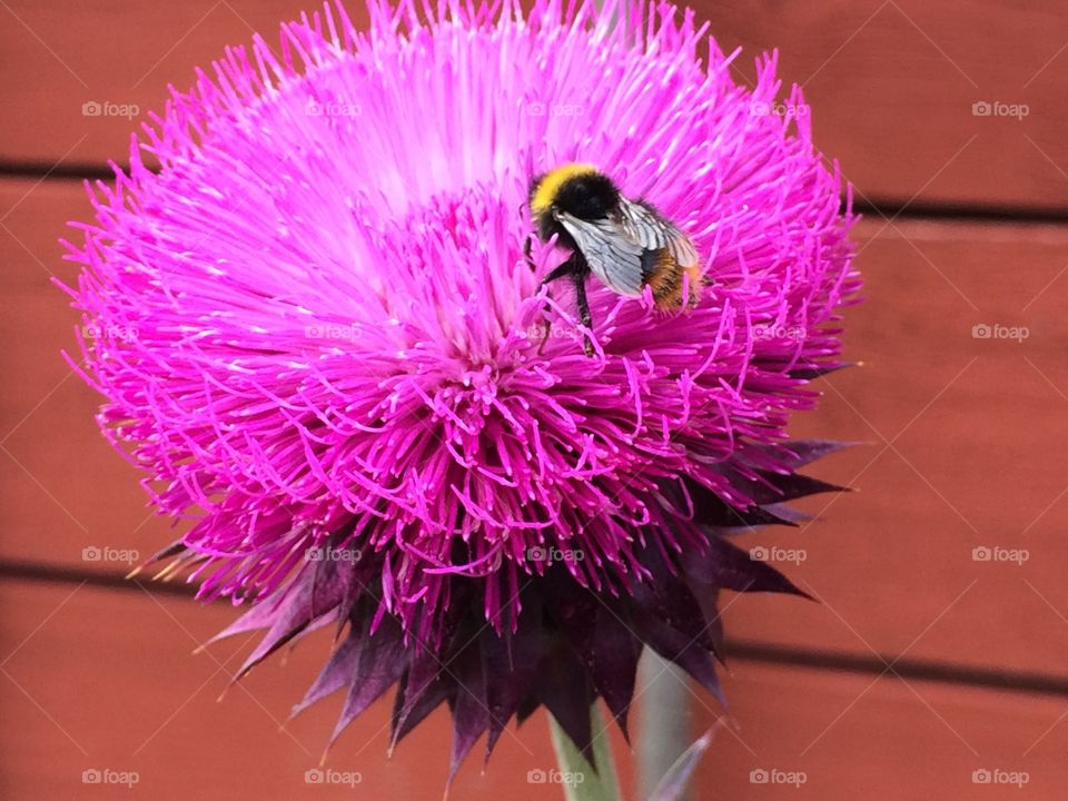 Thistle flower. Busy bee at work