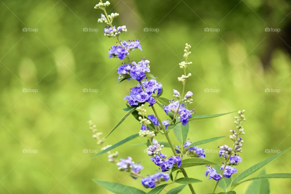 Purple wild flower