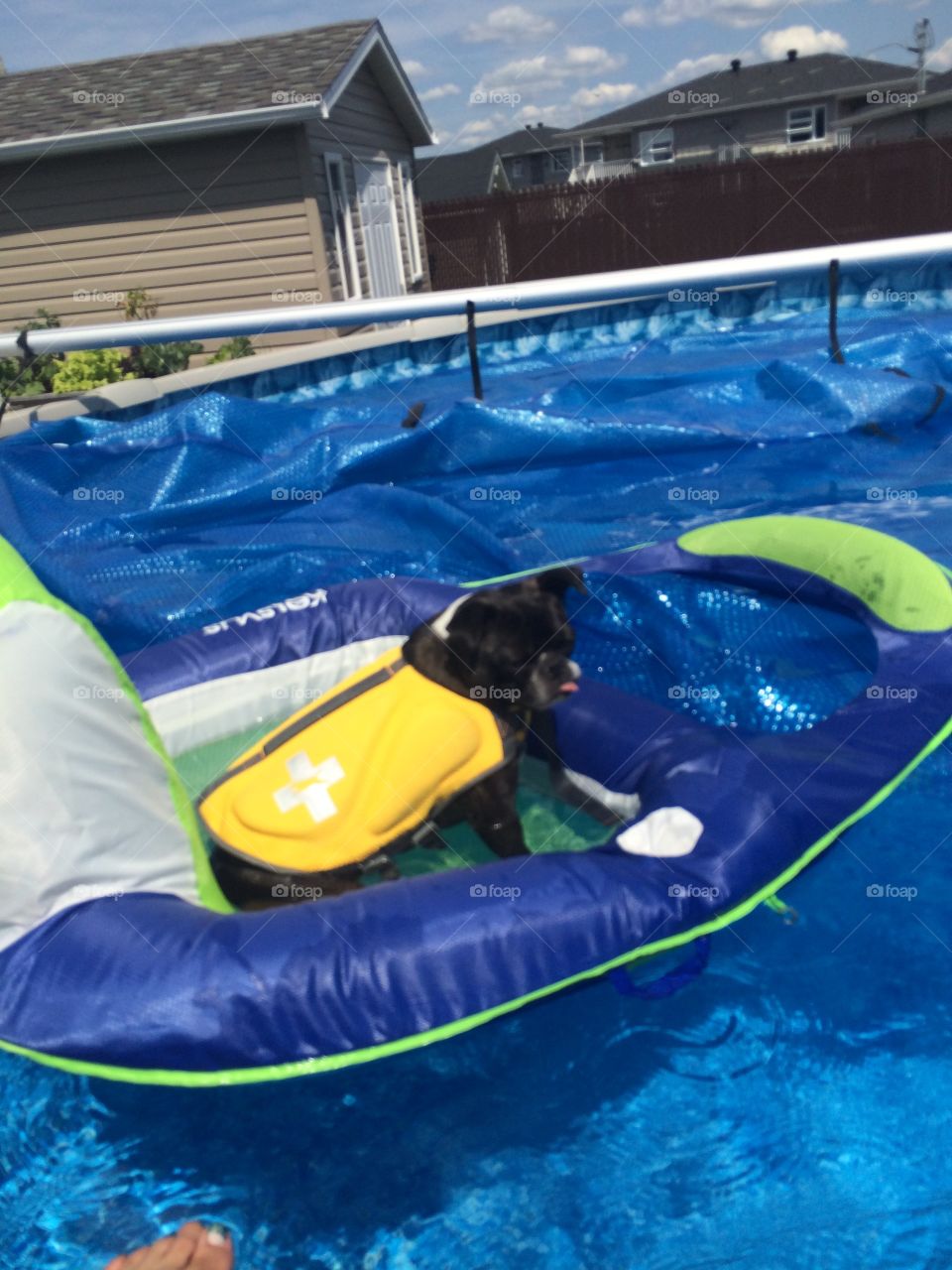Dog , summer, pool, pug, pool, pool chair