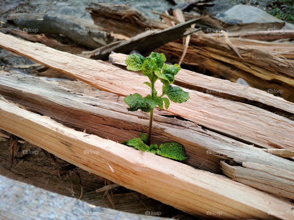 Creature of nature...it may be small but how beautiful it looks.. everything is gorgeous of nature.