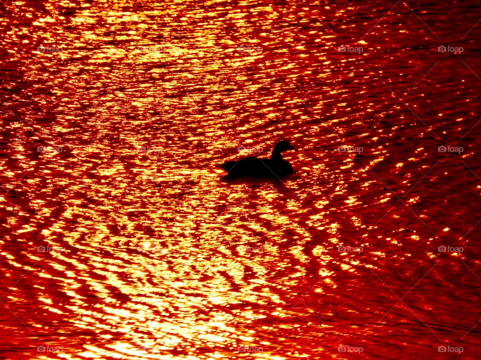 Sunset on the lake and a duck