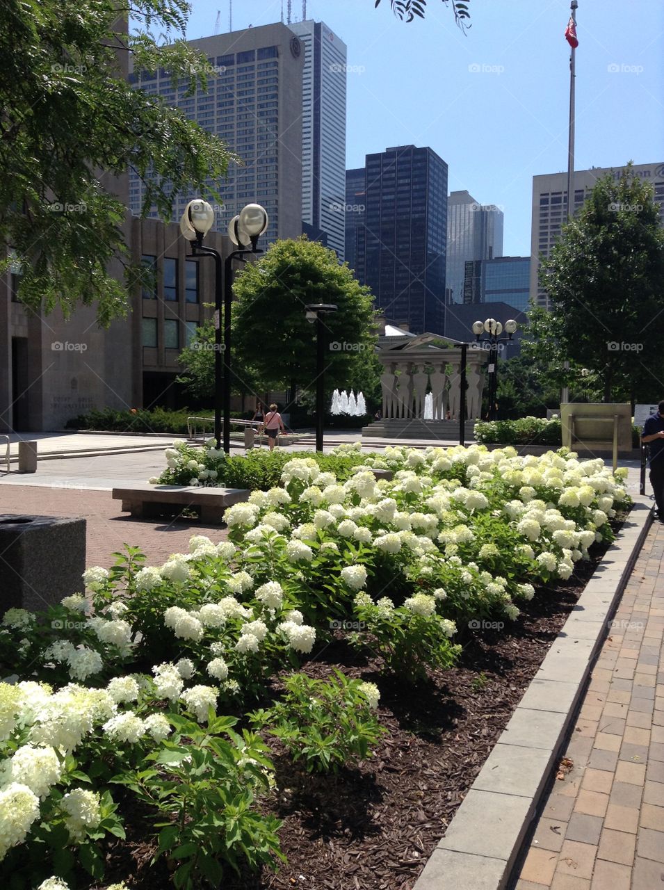 Toronto downtown in the summer