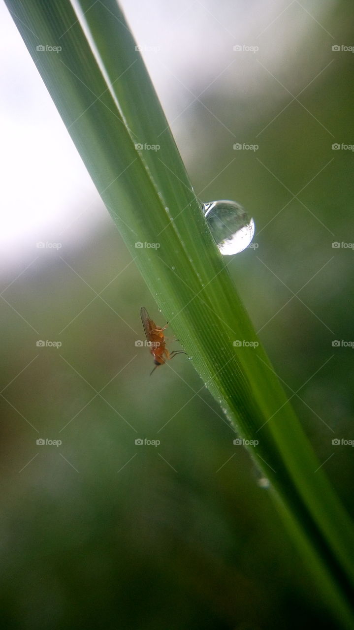 the stunning photo of bug and water drop on grass
