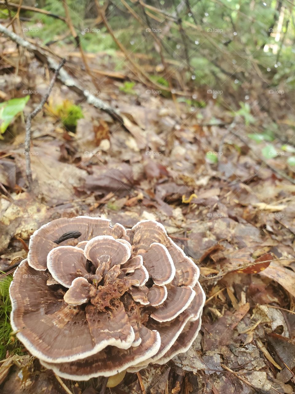 Wild mushroom