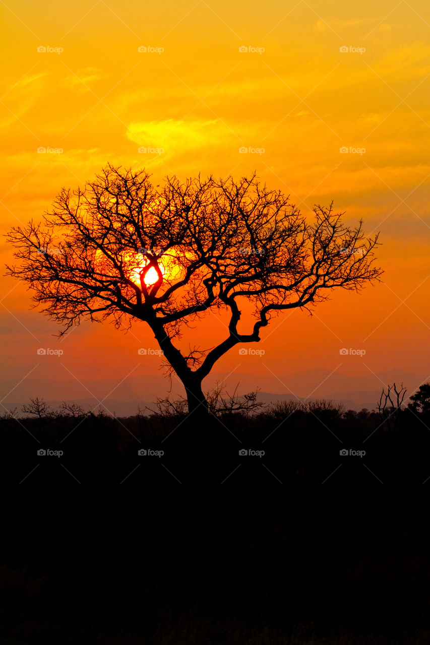 2019 flora favorites - love this photo of a thorn tree at sunset during winter in the African bushveld