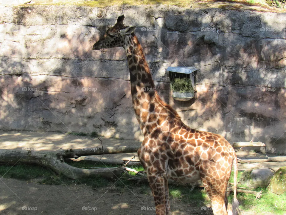 Giraffe 