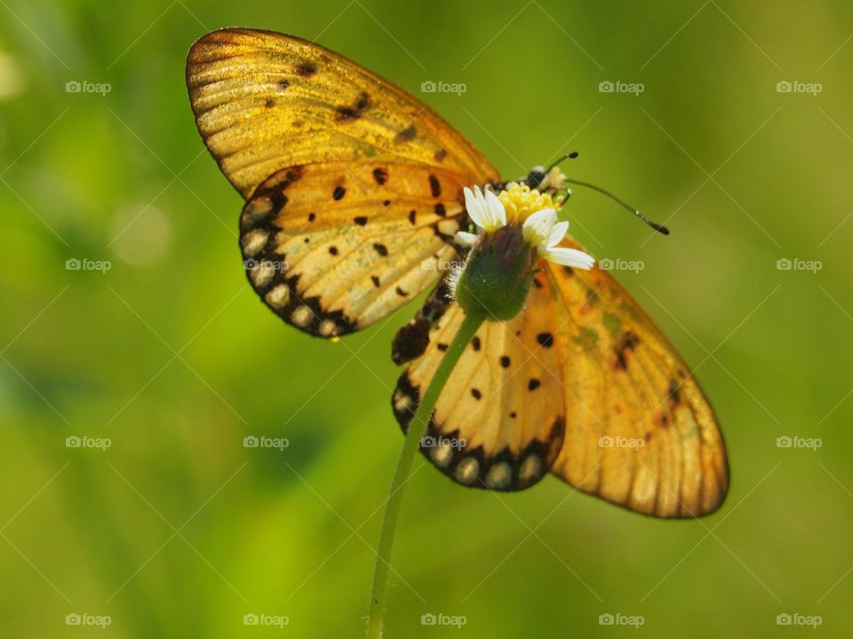 butterfly wings flap