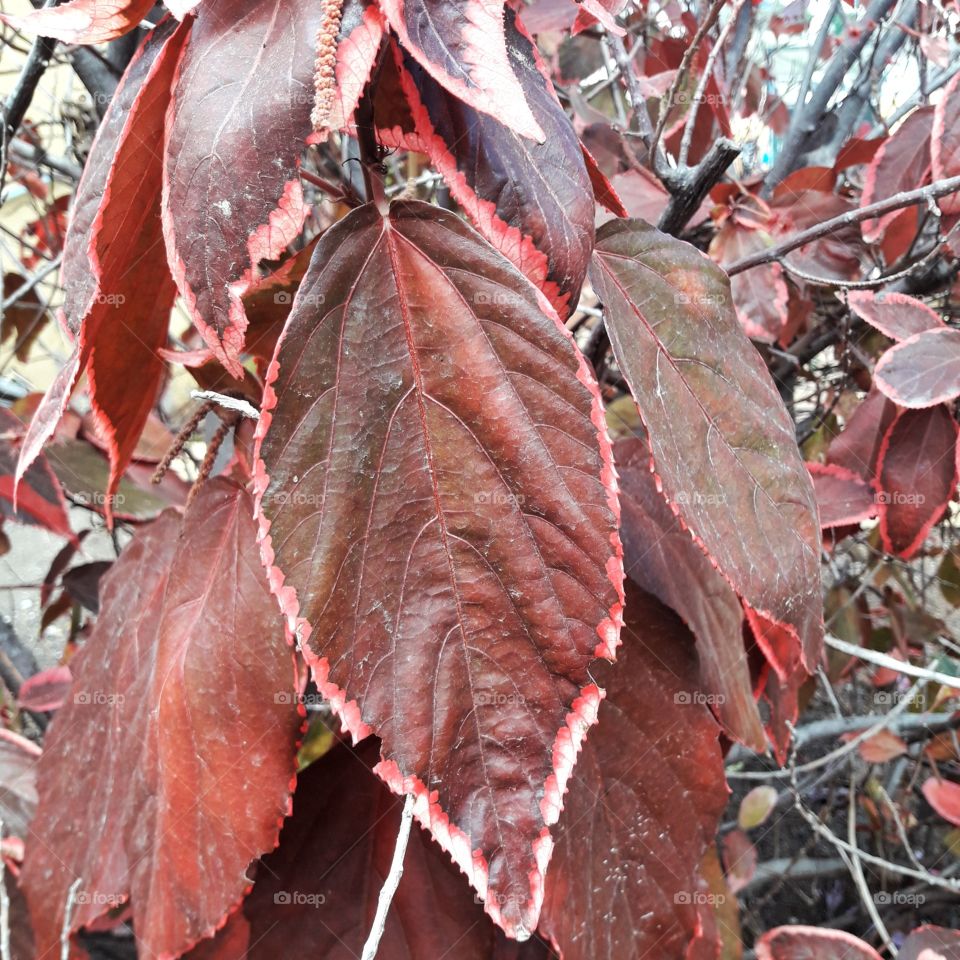 reddish and brown tropical leaves in autumn