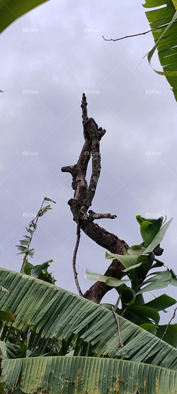 árvore com pássaro ao vento