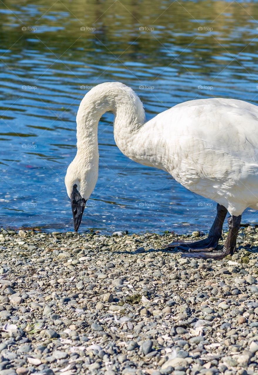 Beautiful white swan shows its curved neck while eating 