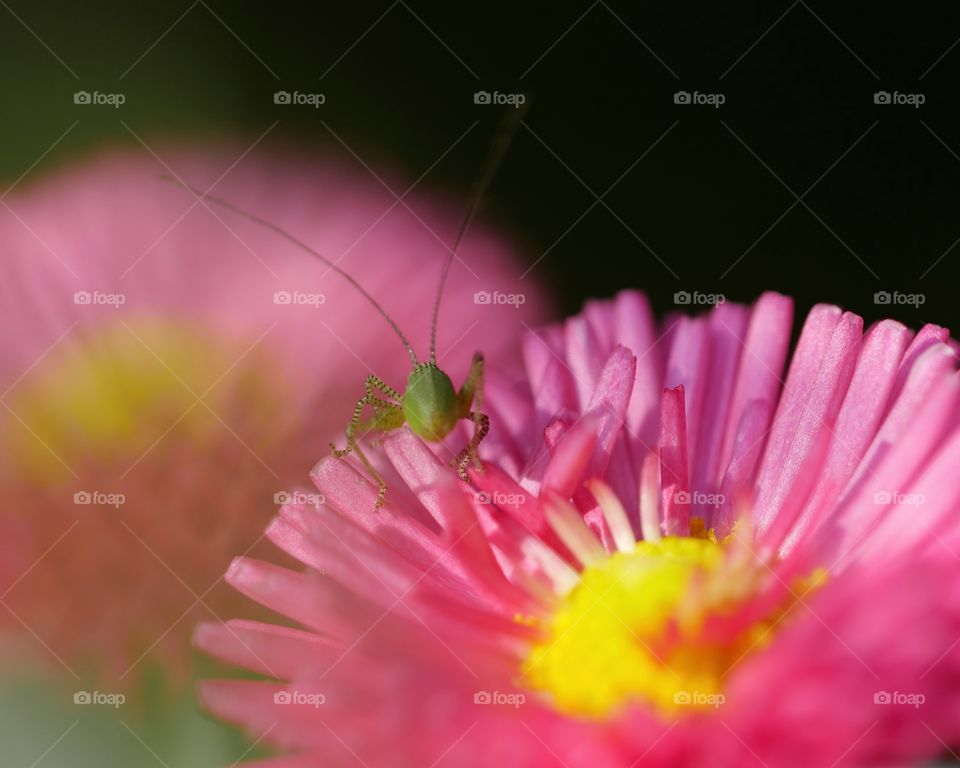 Tiny grasshopper on pink flower