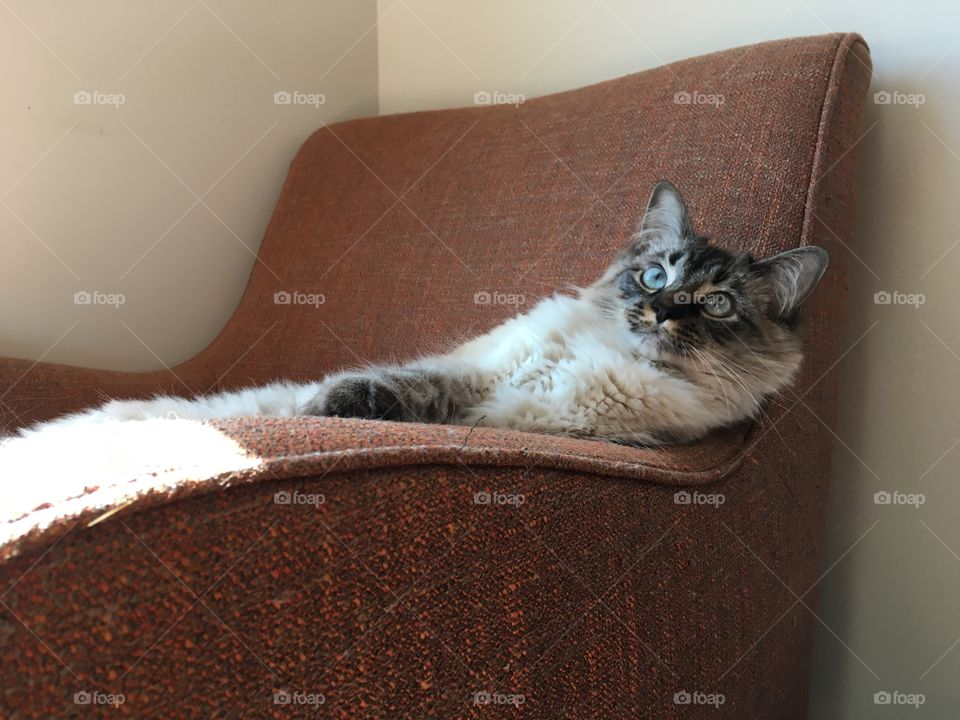 Cat in chair