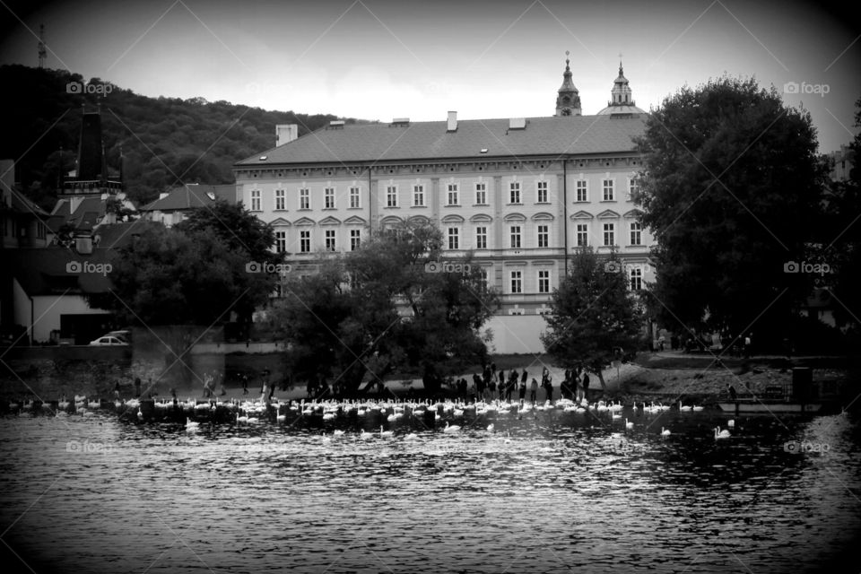 Swans of Prague
