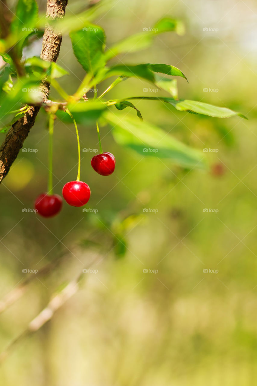 Growing cherries