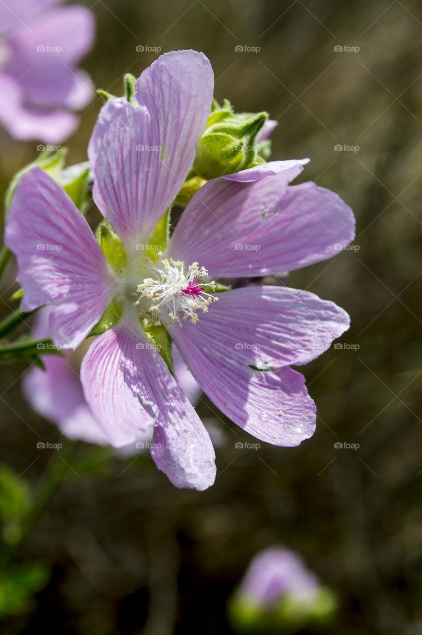 Wild mallow is the oldest medicinal plant, well studied in clinical trials.