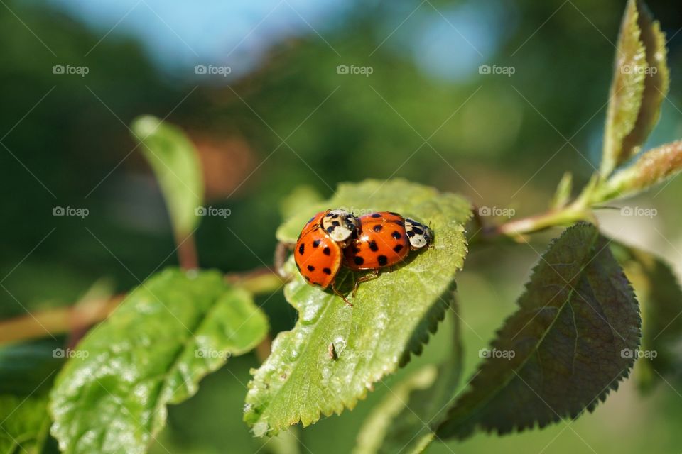 Ladybugs couple