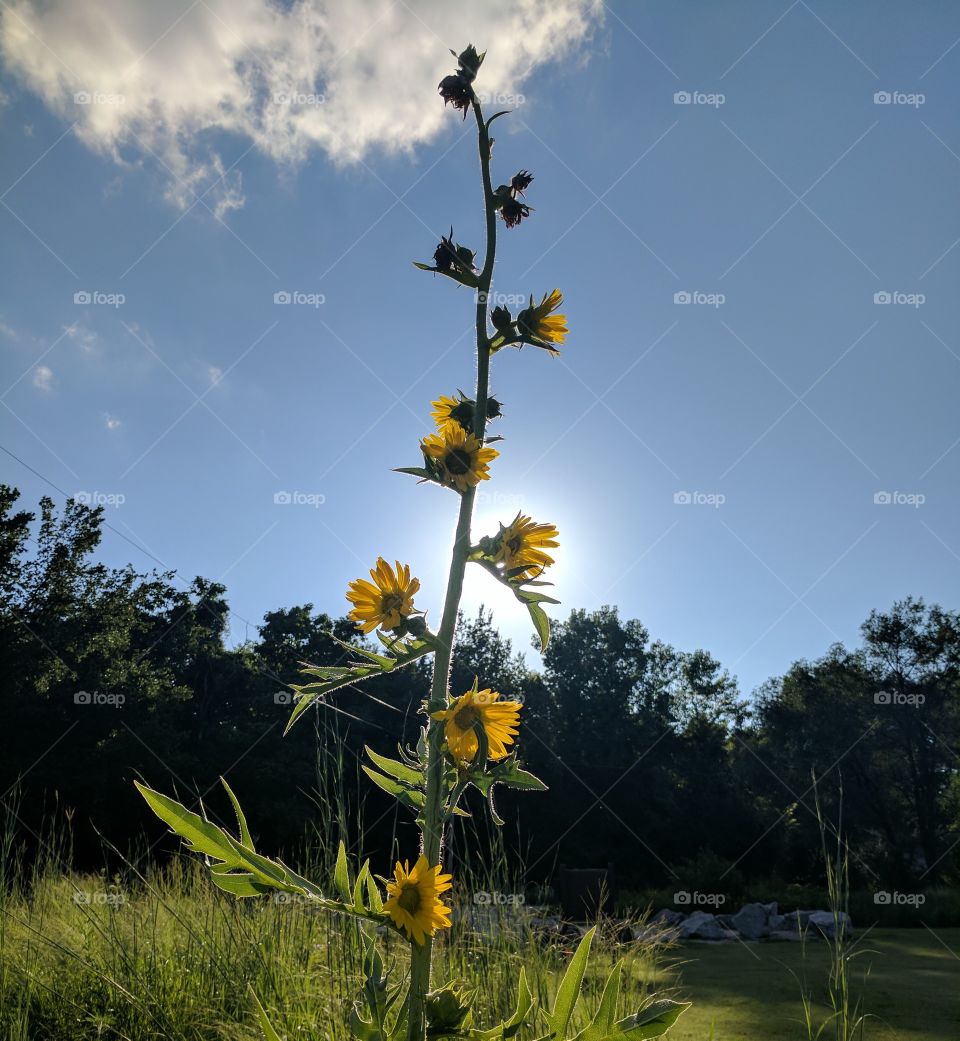 Happy Sunflowers