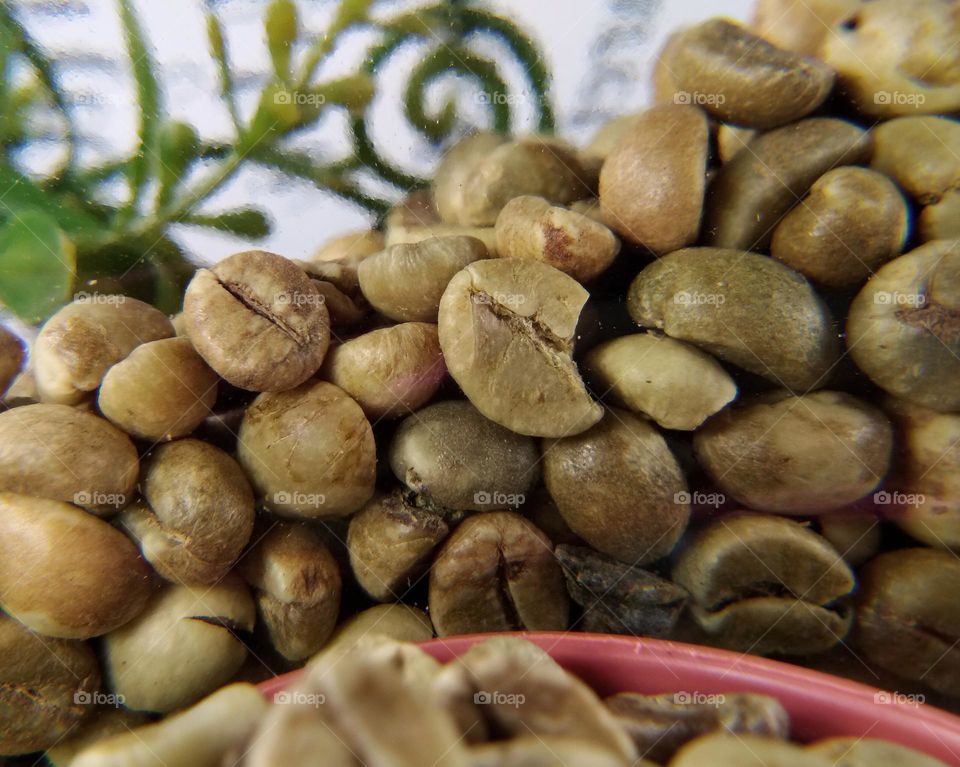 raw organic coffee beans,  closeup