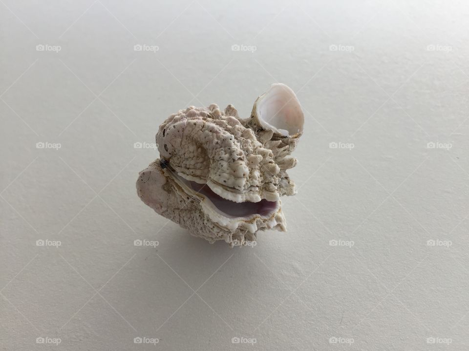 Seashell in a clam found at Sanibel Island, Florida