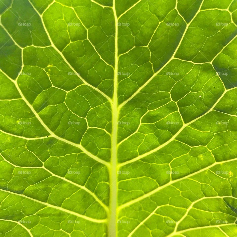 Chard Up Close and Personal ✨
