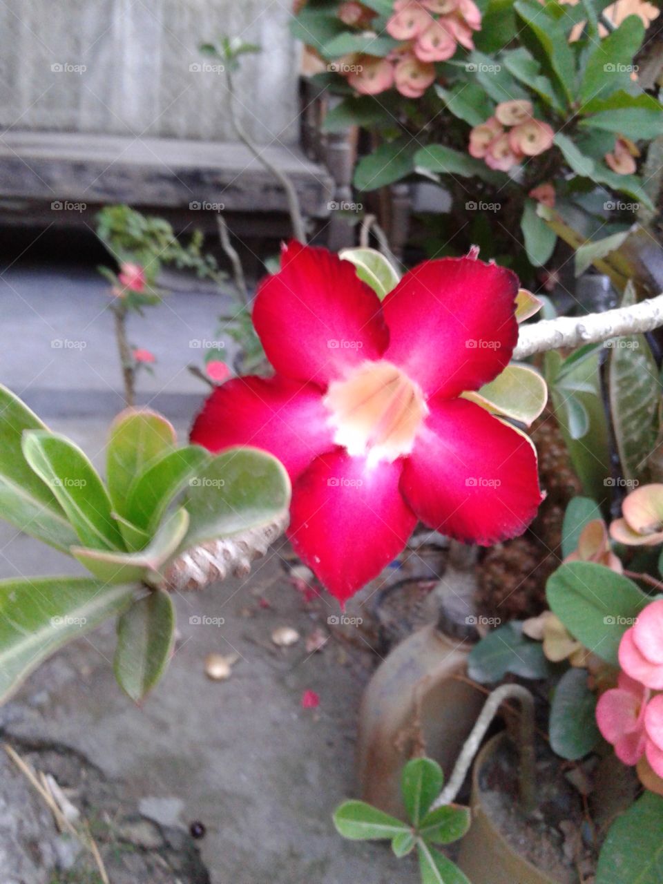 bunga kamboja jepang