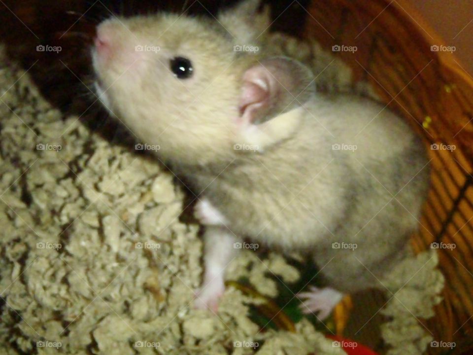 Curious Clarence the Hamster 