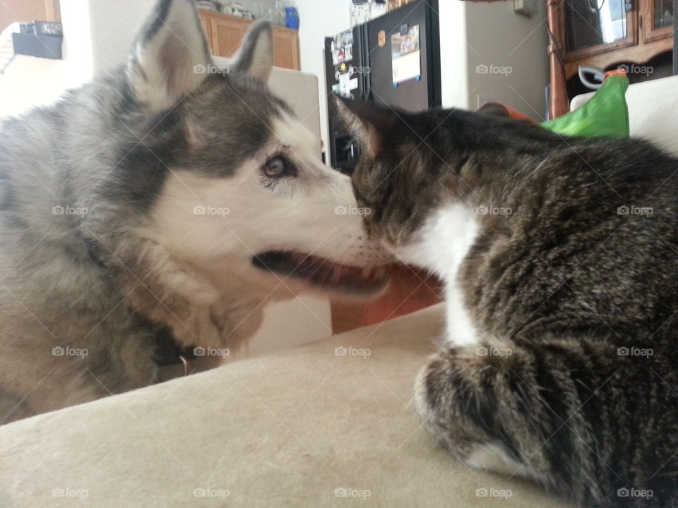 Dog meets cat