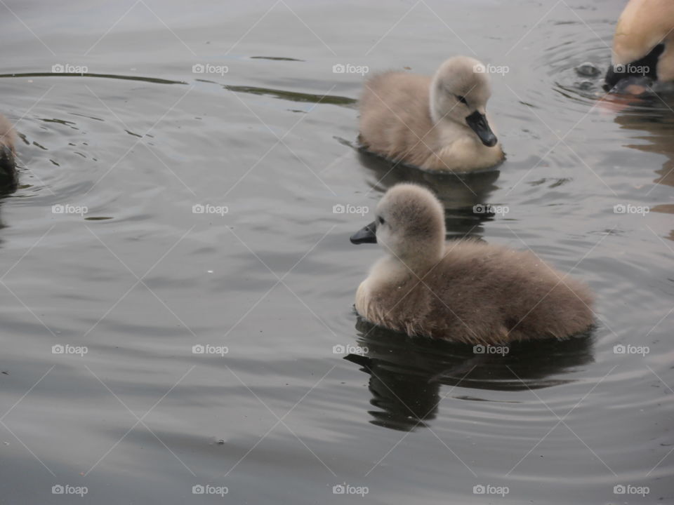 Cygnets