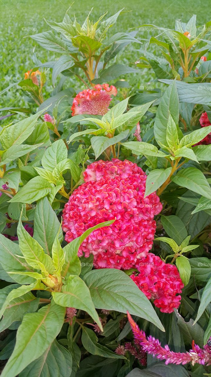 Cockscomb (Celosia cristata)
