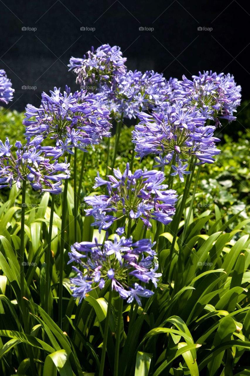 Wild purple flowers, California