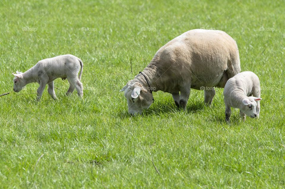 Mother Sheep With Two Lambs At Abcoude The Netherlands 5-5-2024
