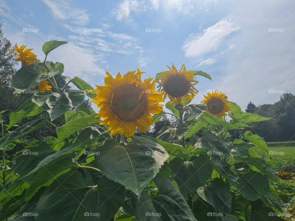 Sunny Sunflower