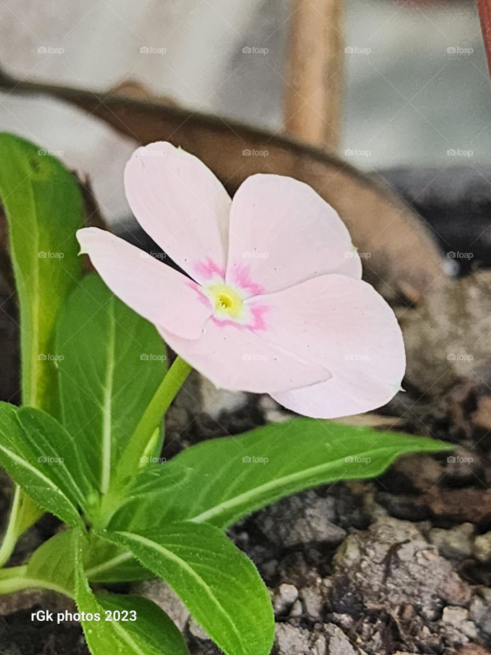 peach vinca