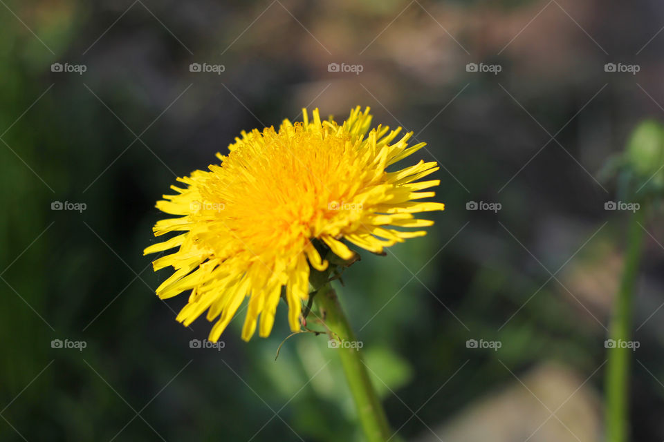 Dandelion, flower, vegetation, plants, meadow, meadow, village, sun, summer, heat, nature, landscape, still life, yellow, white, beautiful, furry,