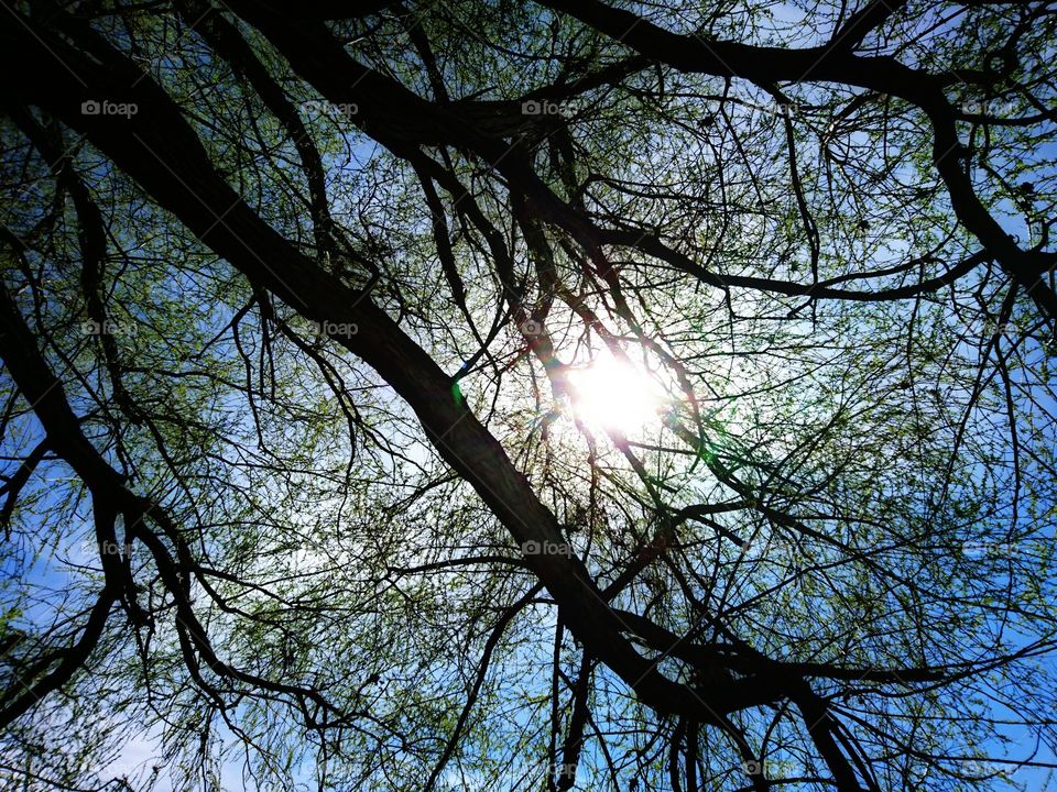 Sun under tree branches