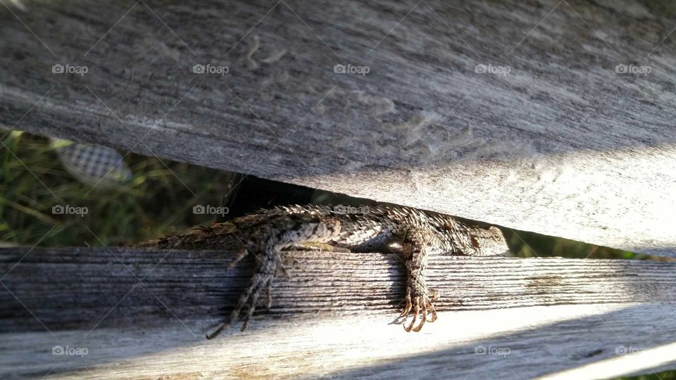 Lizard on a Wood Fence
