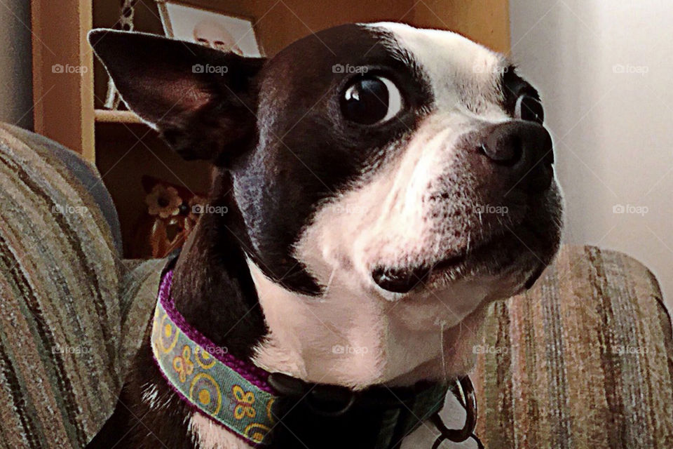 Adorable Boston terrier dog staying home with family- he looks a little worried about his photo being snapped.