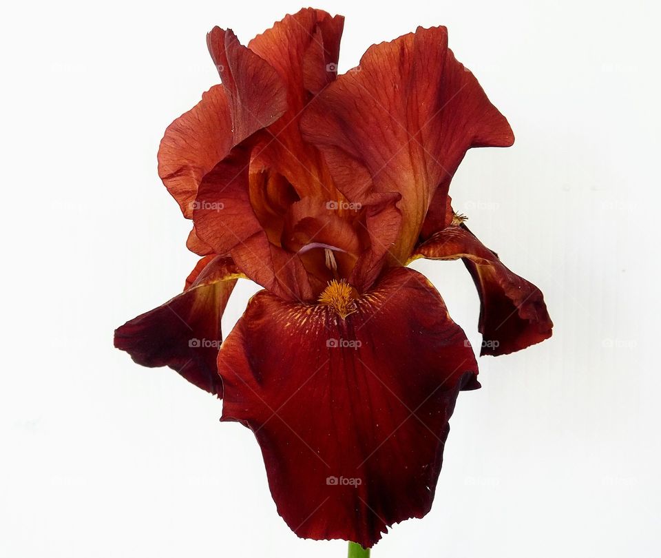 Iris from garden