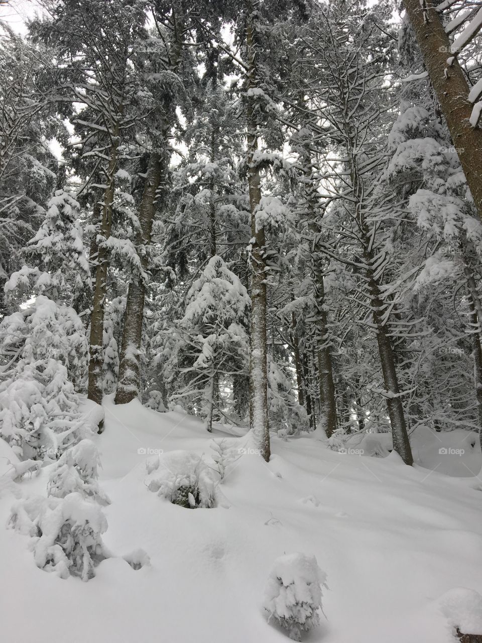 All snow as far as you can see.