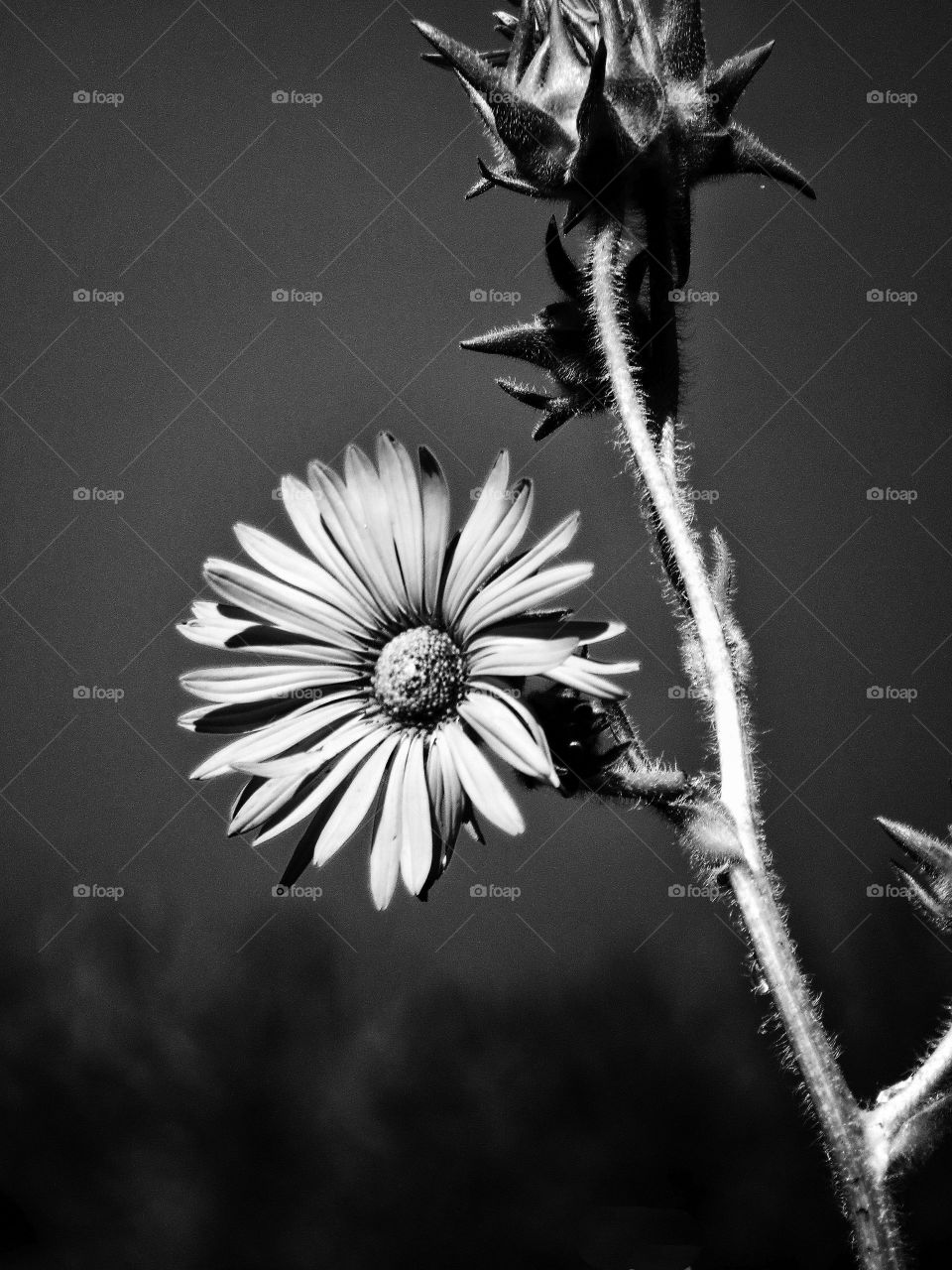 BW flower 