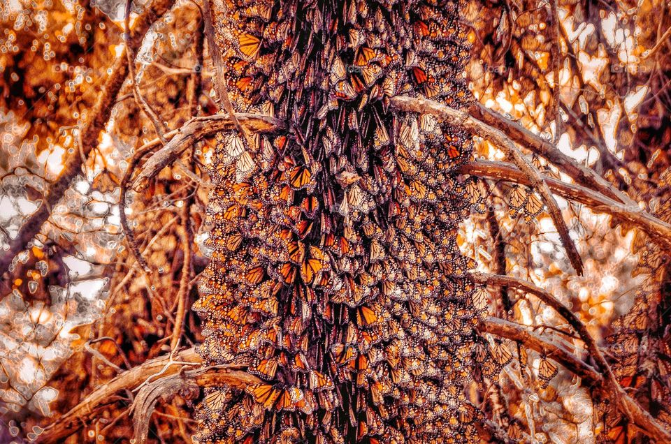 Monarch butterflies