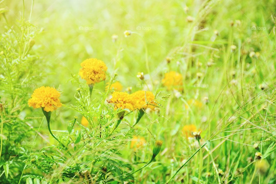 Marigold flowers blossoming in the field