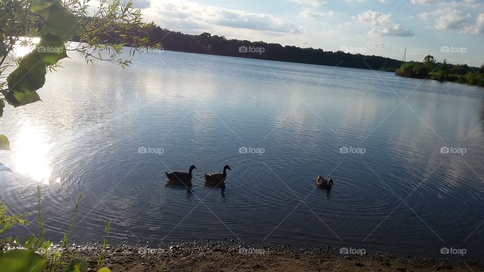 Ducks on the water