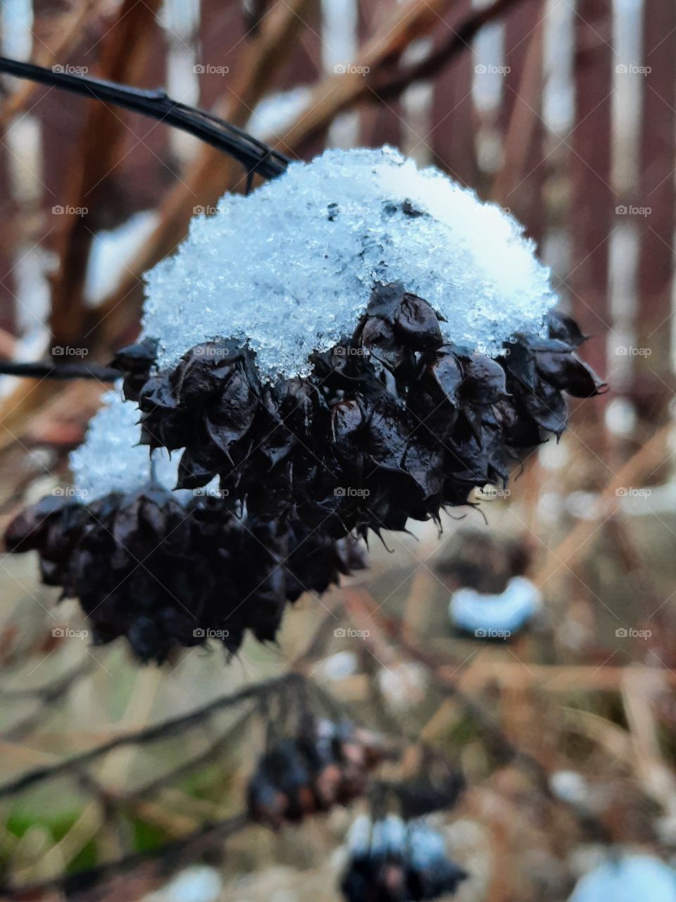 color black - snow on the black fruit of the physalis