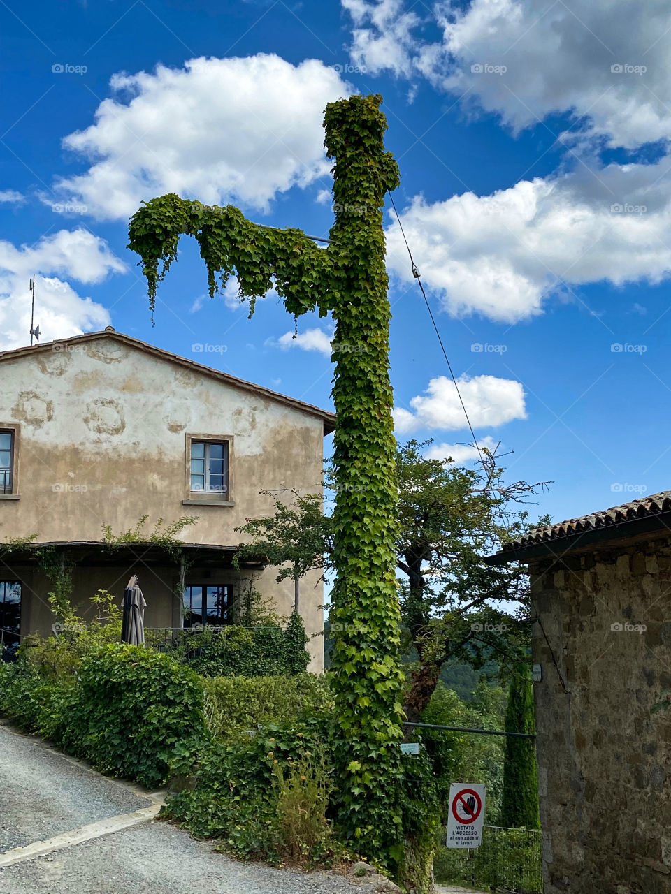 Nature will prevail . Light pole vs ivy . Still standing 