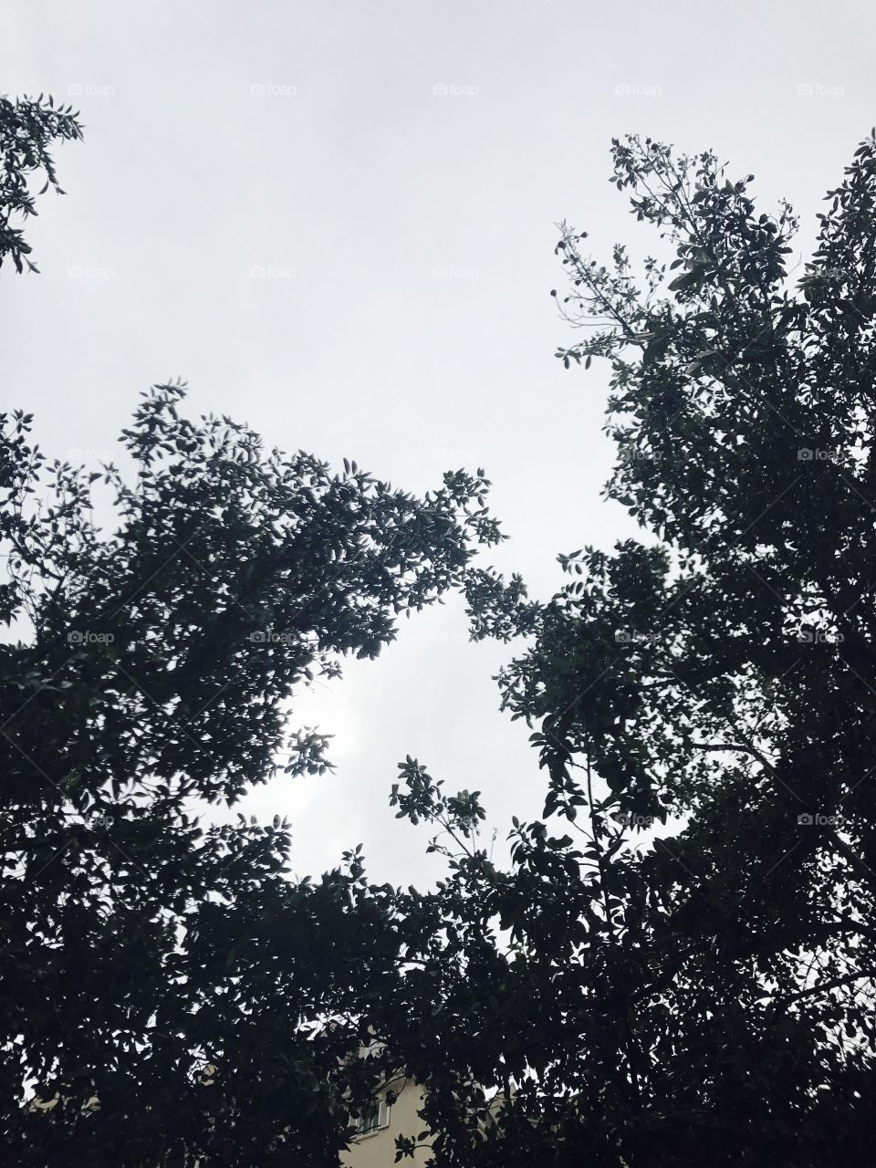 Sky-leaves-trees