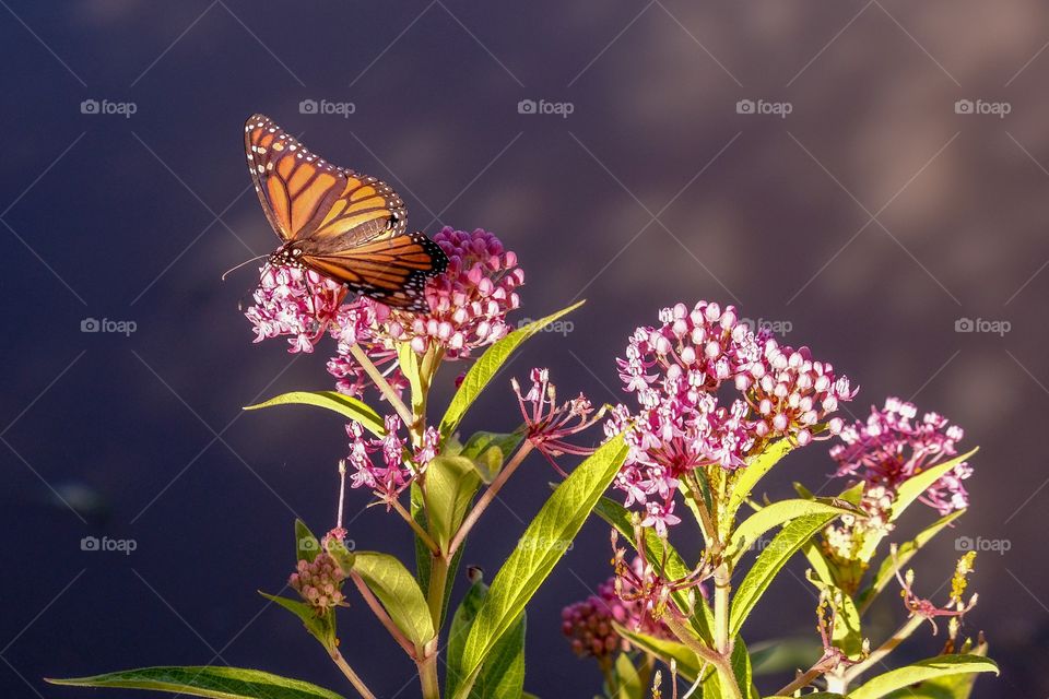 A frame full of color with a monarch butterfly collecting nectar from a swamp milkweed. The pond water in the background reflect a purplish color in the early morning light. Yates Mill County Park, Raleigh, North Carolina. 